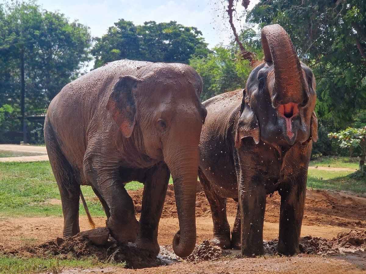 Samui Elephant Sanctuary